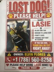 Lost Female Dog last seen 29avnw27st, Miami, FL 33142