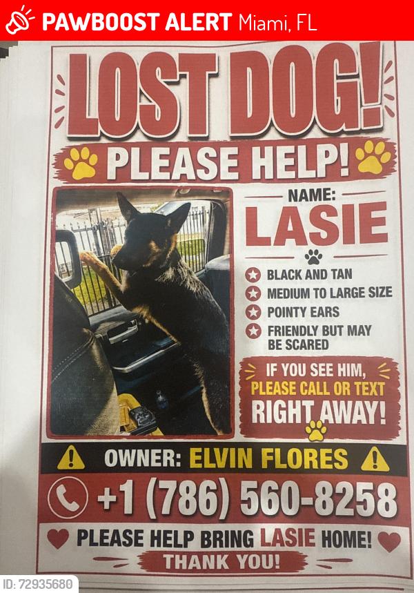 Lost Female Dog last seen 29avnw27st, Miami, FL 33142