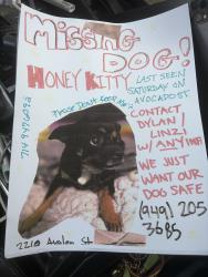 Lost Male Dog last seen Off of avocado and Avalon st , Costa Mesa, CA 92627