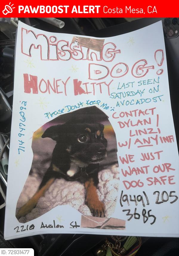 Lost Male Dog last seen Off of avocado and Avalon st , Costa Mesa, CA 92627