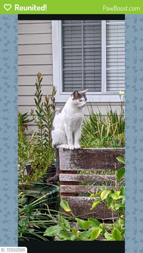 Reunited Female Cat last seen Near Martin Street Glen Ellen California , Glen Ellen, CA 95442