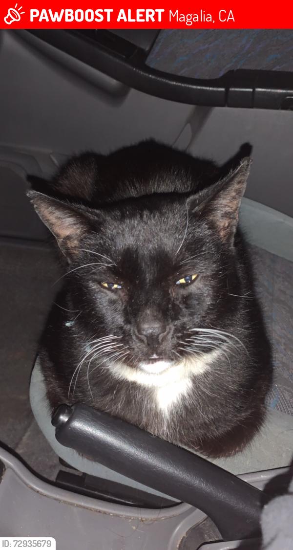 Lost Male Cat last seen ponderosa way, Magalia, CA 95954