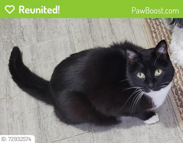 Reunited Male Cat last seen Dallas St & Division, River Falls, WI 54022