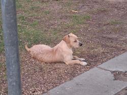 Found/Stray Unknown Dog last seen Quigley Park, Fresno, CA 93705