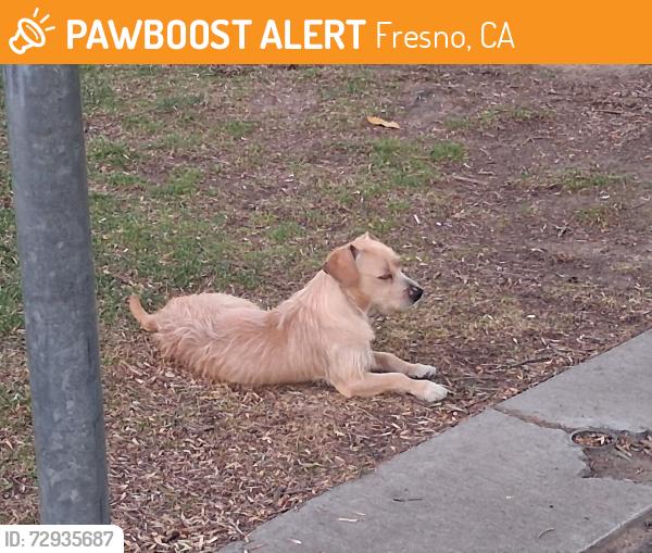Found/Stray Unknown Dog last seen Quigley Park, Fresno, CA 93705