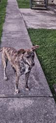 Found/Stray Male Dog last seen S. Post Oak, Houston, TX 77035