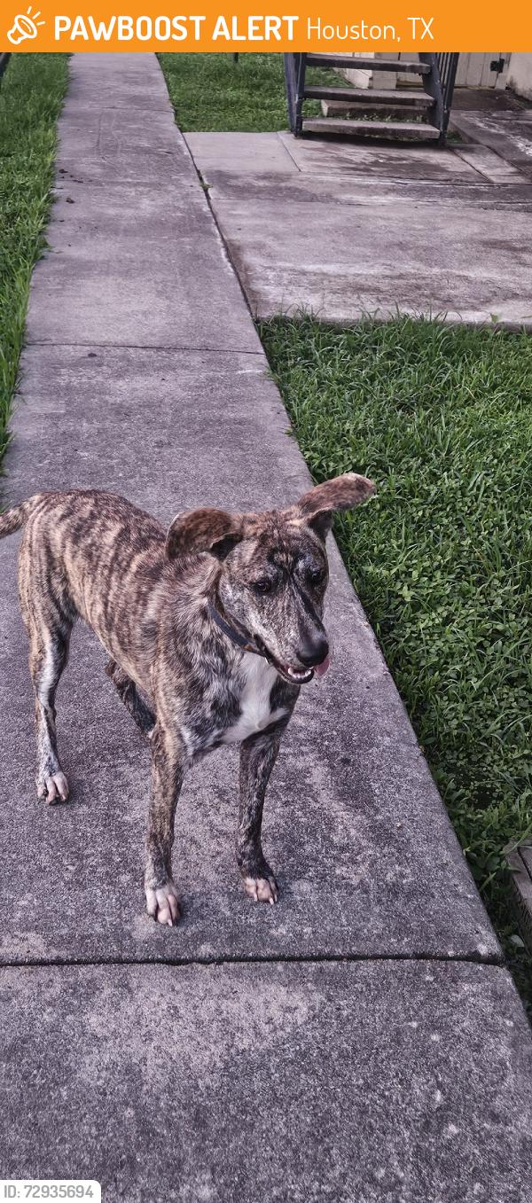 Found/Stray Male Dog last seen S. Post Oak, Houston, TX 77035