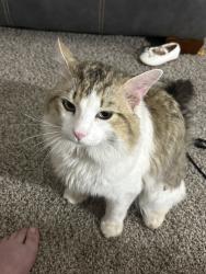 Found/Stray Unknown Cat last seen The Stella apmts, Fort Worth, TX 76116