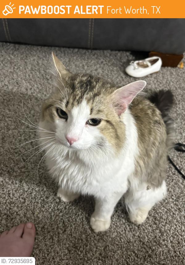 Found/Stray Unknown Cat last seen The Stella apmts, Fort Worth, TX 76116