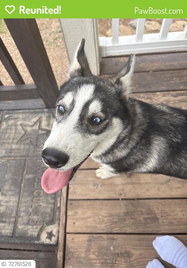 Reunited Male Dog last seen Near Jacksboro Hwy, Fort Worth, TX 76135, USA, Fort Worth, TX 76135