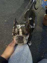 Found/Stray Male Dog last seen Bervely blvd and citrus st., Whittier, CA 90606