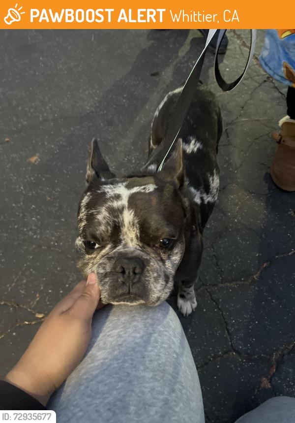Found/Stray Male Dog last seen Bervely blvd and citrus st., Whittier, CA 90606
