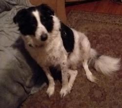 Reunited Male Dog last seen Near Pinecrest Drive (got out thru back fence), Fayetteville, NC 28305