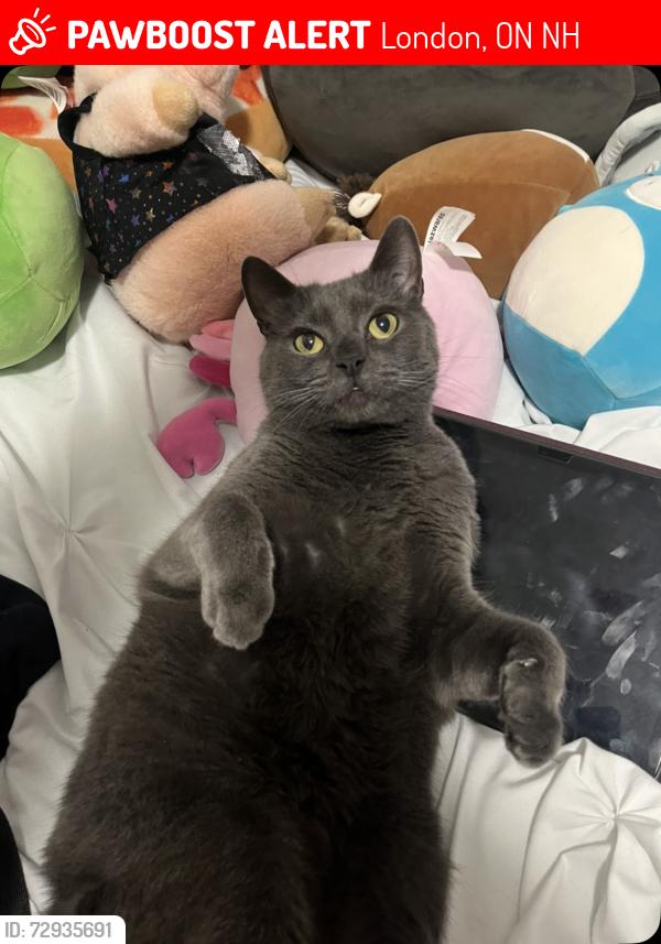 Lost Male Cat last seen Beaverbrook Avenue, Sarnia road, London, ON N6H