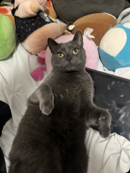 Lost Male Cat last seen Beaverbrook Avenue, Sarnia road, London, ON N6H