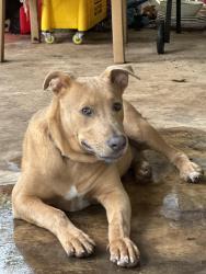 Found/Stray Male Dog last seen Southwest High School, San Antonio, TX 78252