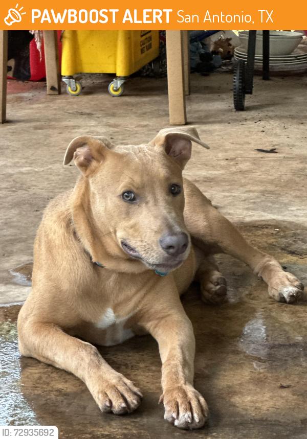 Found/Stray Male Dog last seen Southwest High School, San Antonio, TX 78252