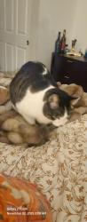 Reunited Male Cat last seen Hanover and 31st Ave , Denver, CO 80238