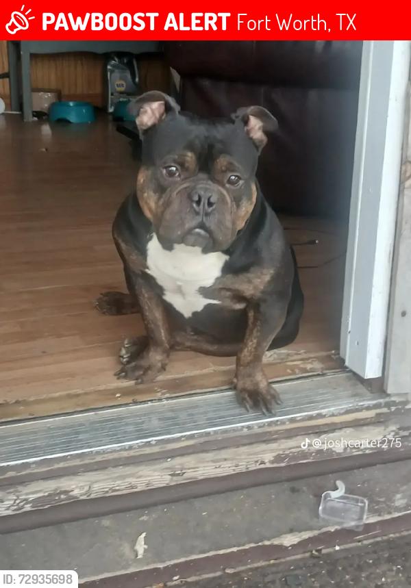 Lost Male Dog last seen Meadow Park and Gilcrease, Fort Worth, TX 76108