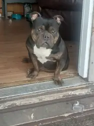 Lost Male Dog last seen Meadow Park and Gilcrease, Fort Worth, TX 76108