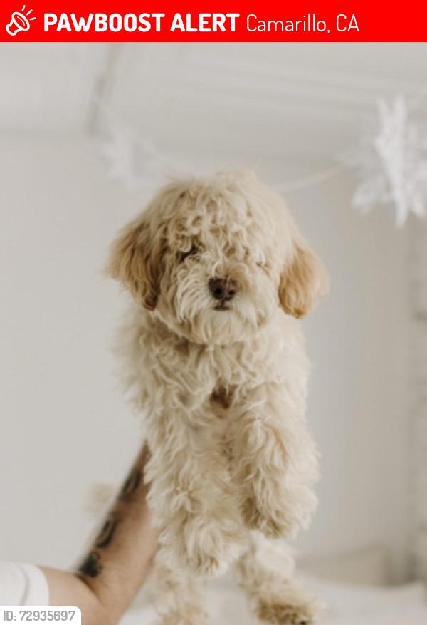Lost Female Dog last seen Crestview , Camarillo, CA 93010