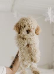 Lost Female Dog last seen Crestview , Camarillo, CA 93010