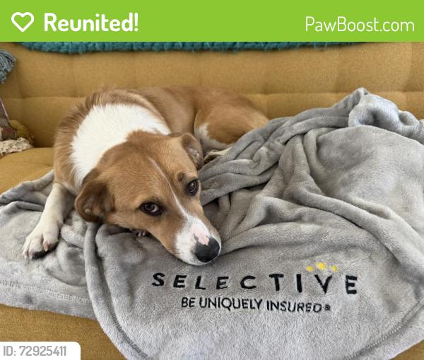 Reunited Male Dog last seen 96th Ave and Happy Valley rd, Peoria, AZ 85383