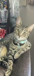 Reunited Male Cat last seen Ritchart ct and primrose Ave , Temecula, CA 92592