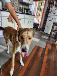 Reunited Male Dog last seen Wyoming Ave. , St. Louis, MO 63118