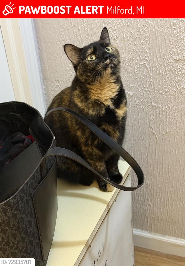 Lost Female Cat last seen Ridgewood est , Milford, MI 48380