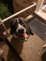 Reunited Male Dog last seen Foxglove road, Richmond, VA 23235