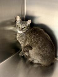 Shelter Stray Female Cat last seen , Los Angeles, CA 90025