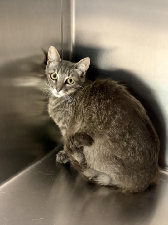 Shelter Stray Female Cat last seen , Los Angeles, CA 90025