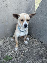 Found/Stray Male Dog last seen Hubbard st and eldridge ave, Los Angeles, CA 91342