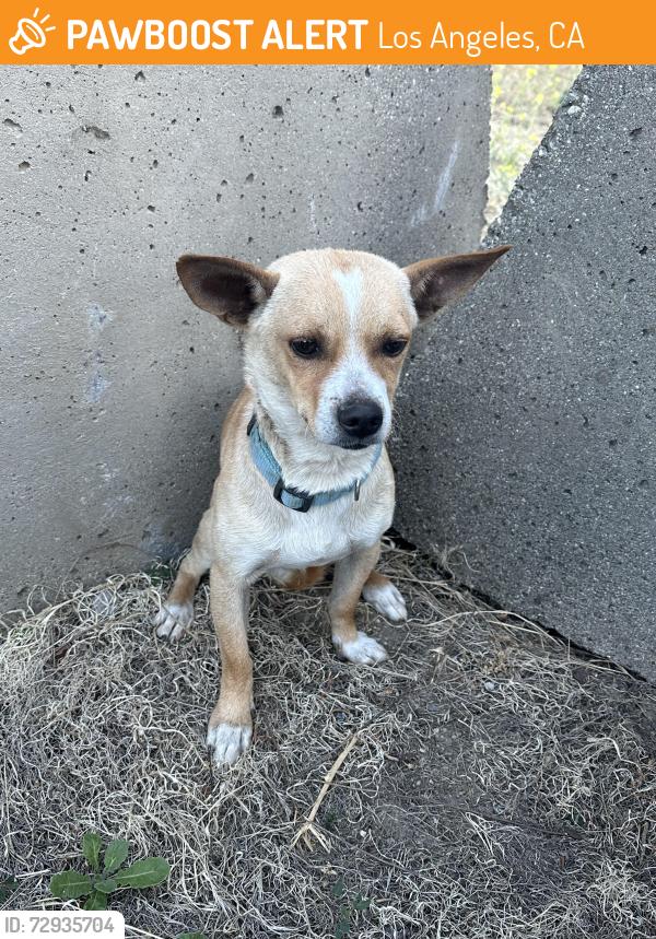 Found/Stray Male Dog last seen Hubbard st and eldridge ave, Los Angeles, CA 91342