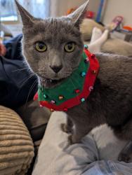 Reunited Female Cat last seen Shadow Creek Neighborhood, Pearland, TX 77581