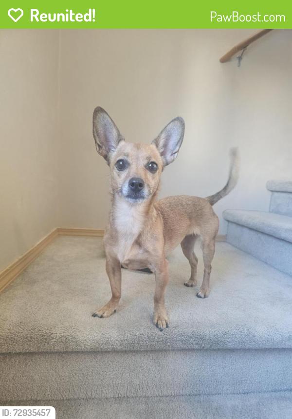 Reunited Female Dog last seen 70th and 43rd, Fife, WA 98424