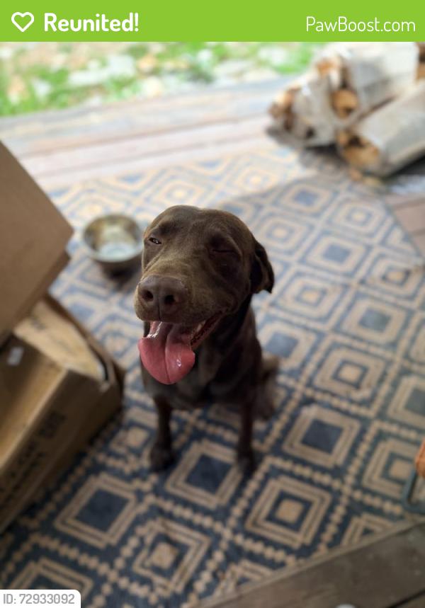 Reunited Male Dog last seen Old Kanuga and Price, Hendersonville, NC 28739
