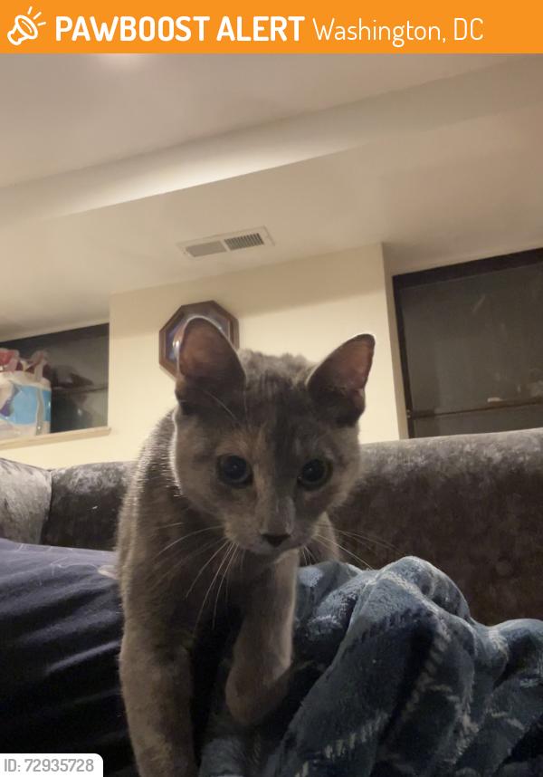 Found/Stray Unknown Cat last seen Lamont and Mt Pleasant St, Washington, DC 20010
