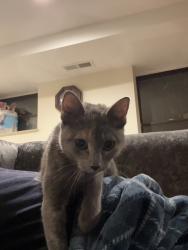 Found/Stray Unknown Cat last seen Lamont and Mt Pleasant St, Washington, DC 20010