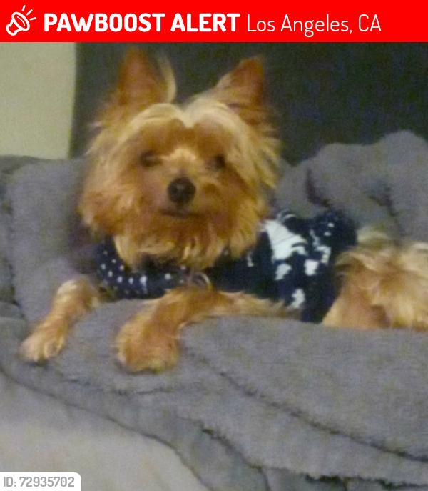 Lost Male Dog last seen Chelsea street and soto, Los Angeles, CA 90033