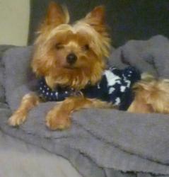 Lost Male Dog last seen Chelsea street and soto, Los Angeles, CA 90033