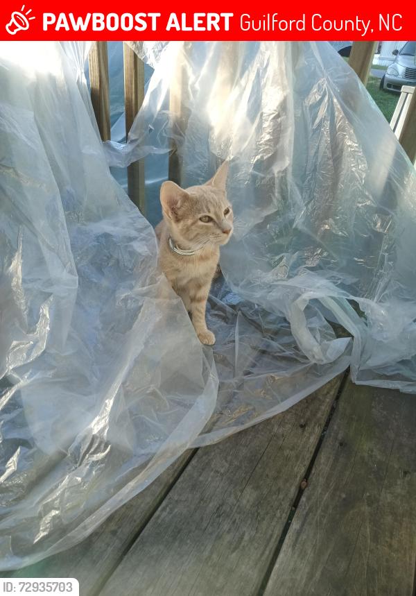 Lost Male Cat last seen Rankin Mill Rd , Guilford County, NC 27301
