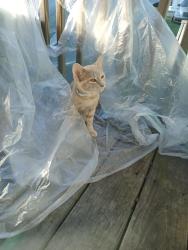Lost Male Cat last seen Rankin Mill Rd , Guilford County, NC 27301