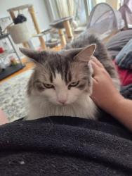 Lost Female Cat last seen 80th avenue , Montréal, QC H8R 2G9