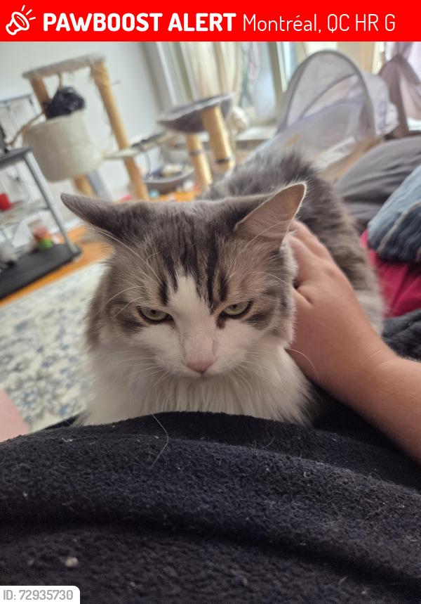 Lost Female Cat last seen 80th avenue , Montréal, QC H8R 2G9