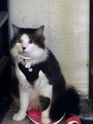 Reunited Male Cat last seen Near Multnomah Rd, Apple Valley, CA 92308, USA, Apple Valley, CA 92308