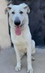 Reunited Male Dog last seen hurley street, South San Jose Hills, CA 91744
