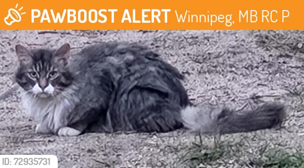 Found/Stray Unknown Cat last seen Plessis and Regent. , Winnipeg, MB R2C 1P7