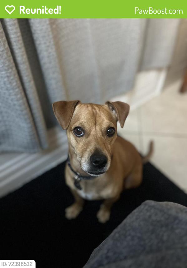 Reunited Male Dog last seen Near Elm St, Lynwood, CA 90262, USA, Lynwood, CA 90262